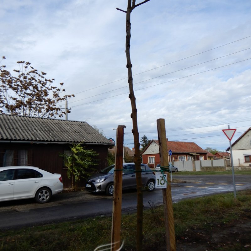 Közösségi faültetés Berettyóújfaluban 20